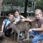 Alana, Jaime and Karl enjoyed the different animals in Australia especially the kangaroos and koalas. They even patted a baby alligator at the Australia Zoo.